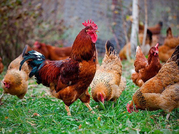Породы куриц | ЗооТом - продажа, вязка и услуги для животных в Ичалках