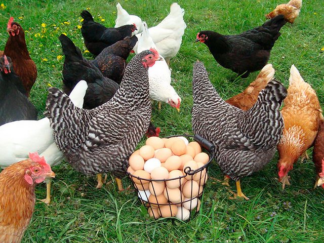 Содержание кур и уход за ними | ЗооТом - продажа, вязка и услуги для животных в Ичалках