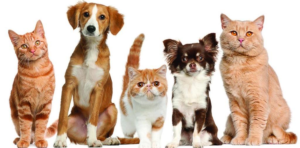 Доска объявлений о животных | ЗооТом - продажа, вязка и услуги для животных в Ичалках