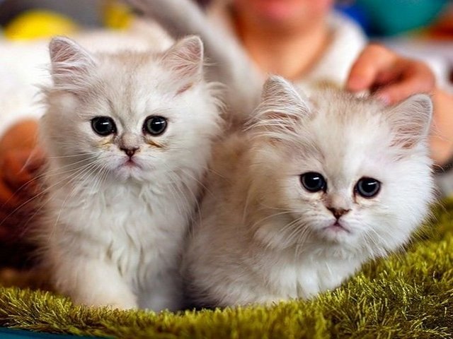 Породы кошек в Ичалках | ЗооТом портал о животных