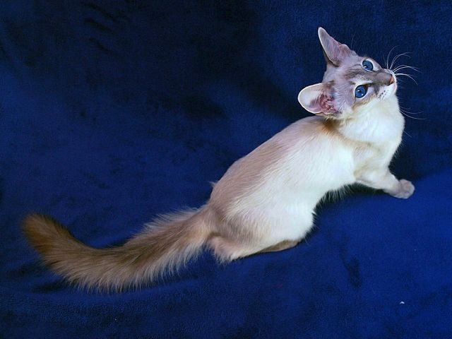 Выведенные породы кошек в Ичалках | ЗооТом портал о животных