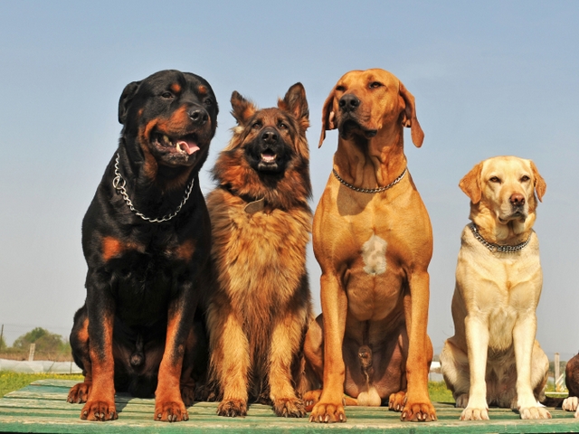 Крупные породы собак в Ичалках | ЗооТом портал о животных