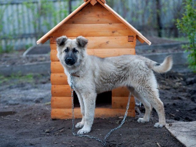 Все о собаках в Ичалках